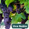 Muda de Uva Nubia Enxertada Muda de Uva Nubia Enxertada