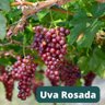 Muda de Uva Rosada Enxertada