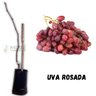 Muda de Uva Rosada Enxertada