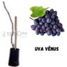 Muda de Uva Vênus Enxertada Muda de Uva Vênus Enxertada