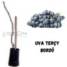 Muda de Uva Terçy Bordô Enxertada