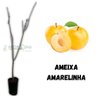Muda de Ameixa Amarelinha Enxertada