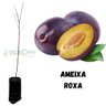 Muda de Ameixa Roxa Enxertada