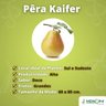 Muda de Pêra Kaifer Enxertada Muda de Pêra Kaifer Enxertada