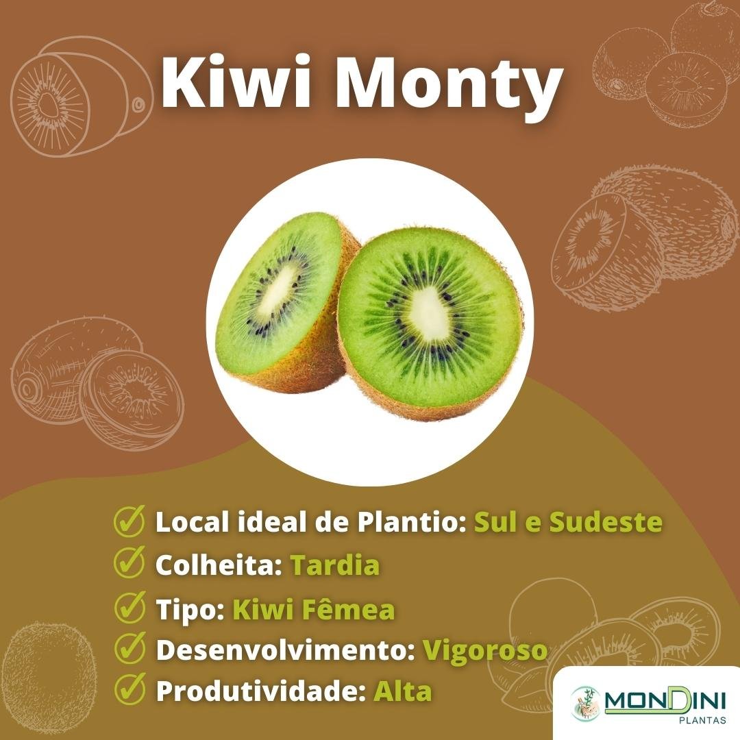 Muda de Kiwi Monty Enxertada