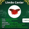 Muda de Limão Caviar Vermelho Muda de Limão Caviar Vermelho