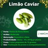 Muda de Limão Caviar Verde