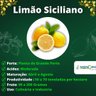 Muda de Limão Siciliano Enxertada Muda de Limão Siciliano Enxertada