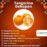 Muda de Tangerina Dekopon Enxertada Muda de Tangerina Dekopon Enxertada