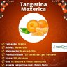 Muda de Tangerina Mexerica Enxertada Muda de Tangerina Mexerica Enxertada