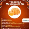 Muda de Tangerina Mexerica do Rio Enxertada Muda de Tangerina Mexerica do Rio Enxertada