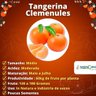 Muda de Tangerina Clemenules Enxertada Muda de Tangerina Clemenules Enxertada