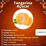 Muda de Tangerina Açúcar Enxertada