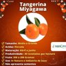 Muda de Tangerina Miyagawa Enxertada