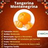 Muda de Tangerina Montenegrina Enxertada Muda de Tangerina Montenegrina Enxertada