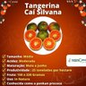 Muda de Tangerina Cai Silvana Enxertada