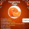 Muda de Tangerina Page Enxertada
