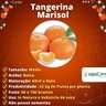 Muda de Tangerina Marisol Enxertada
