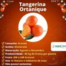 Muda de Tangerina Ortanique Enxertada