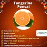 Muda de Tangerina Poncai Enxertada Muda de Tangerina Poncai Enxertada