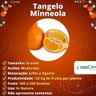 Muda de Tangelo Minneola Enxertada