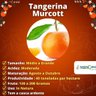 Muda de Tangerina Murcott Enxertada