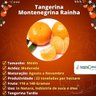 Muda de Tangerina Montenegrina Rainha Enxertada Muda de Tangerina Montenegrina Rainha Enxertada