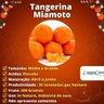Muda de Tangerina Miamoto Enxertada