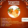 Muda de Tangerina Piemonte Enxertada