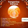 Muda de Tangerina Verona Enxertada