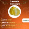 Muda de Laranja Champagne Enxertada Muda de Laranja Champagne Enxertada