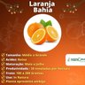 Muda de Laranja Bahia Enxertada