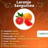 Muda de Laranja Sanguínea Enxertada
