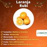 Muda de Laranja Rubi Enxertada
