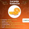 Muda de Laranja Valência Enxertada Muda de Laranja Valência Enxertada