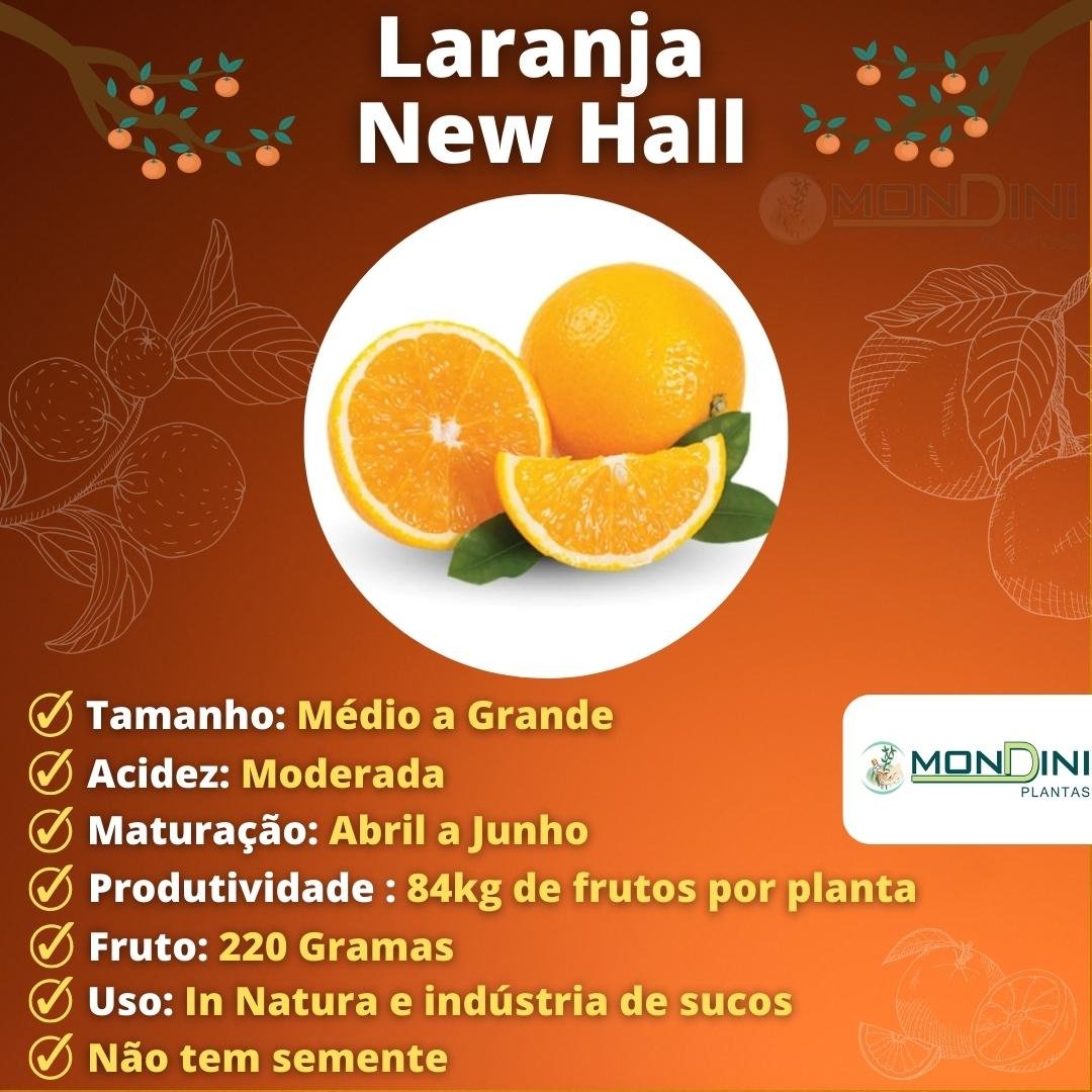 orangelページ Laranja New Hall Enxertada