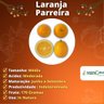 Muda de Laranja Parreira Enxertada