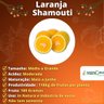 Muda de Laranja Shamouti Enxertada