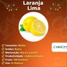 Muda de Laranja Lima Enxertada