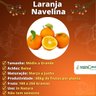Muda de Laranja Navelina Enxertada