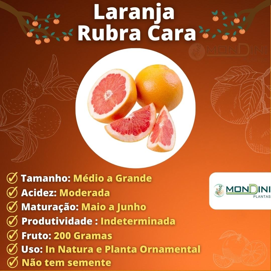 Laranja Rubra Cara Enxertada