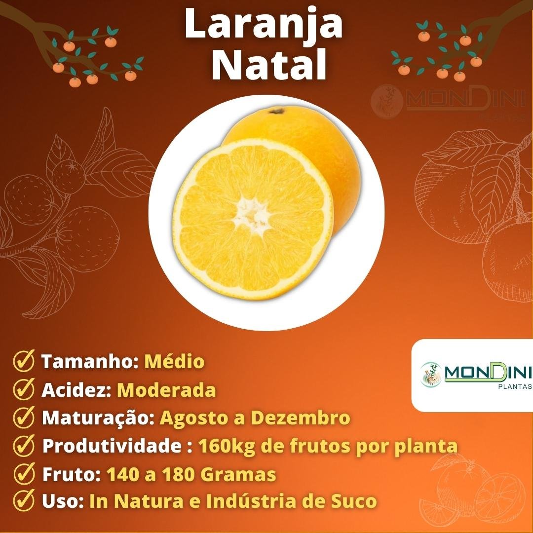 Muda de Laranja Natal Enxertada (Citrus sinensis 'Natal') Produz Rápido