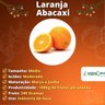 Muda de Laranja Abacaxi Enxertada