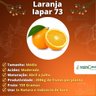 Muda de Laranja Iapar 73 Enxertada