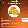 Muda de Laranja Salustiana Enxertada