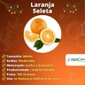Muda de Laranja Seleta Enxertada