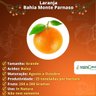 Muda de Laranja Bahia Monte Parnaso Enxertada