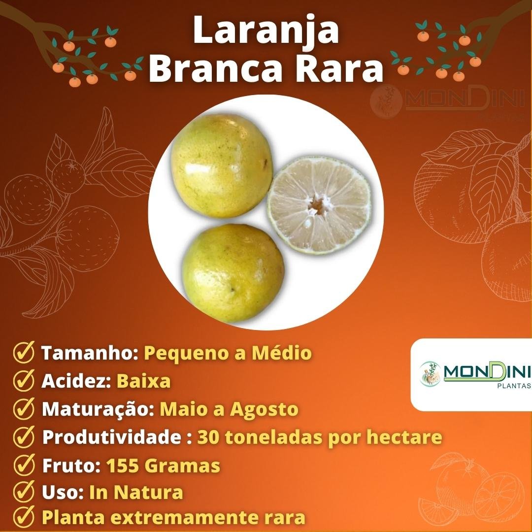 Muda de Laranja Branca Rara Enxertada