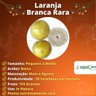 Muda de Laranja Branca Rara Enxertada Muda de Laranja Branca Rara Enxertada