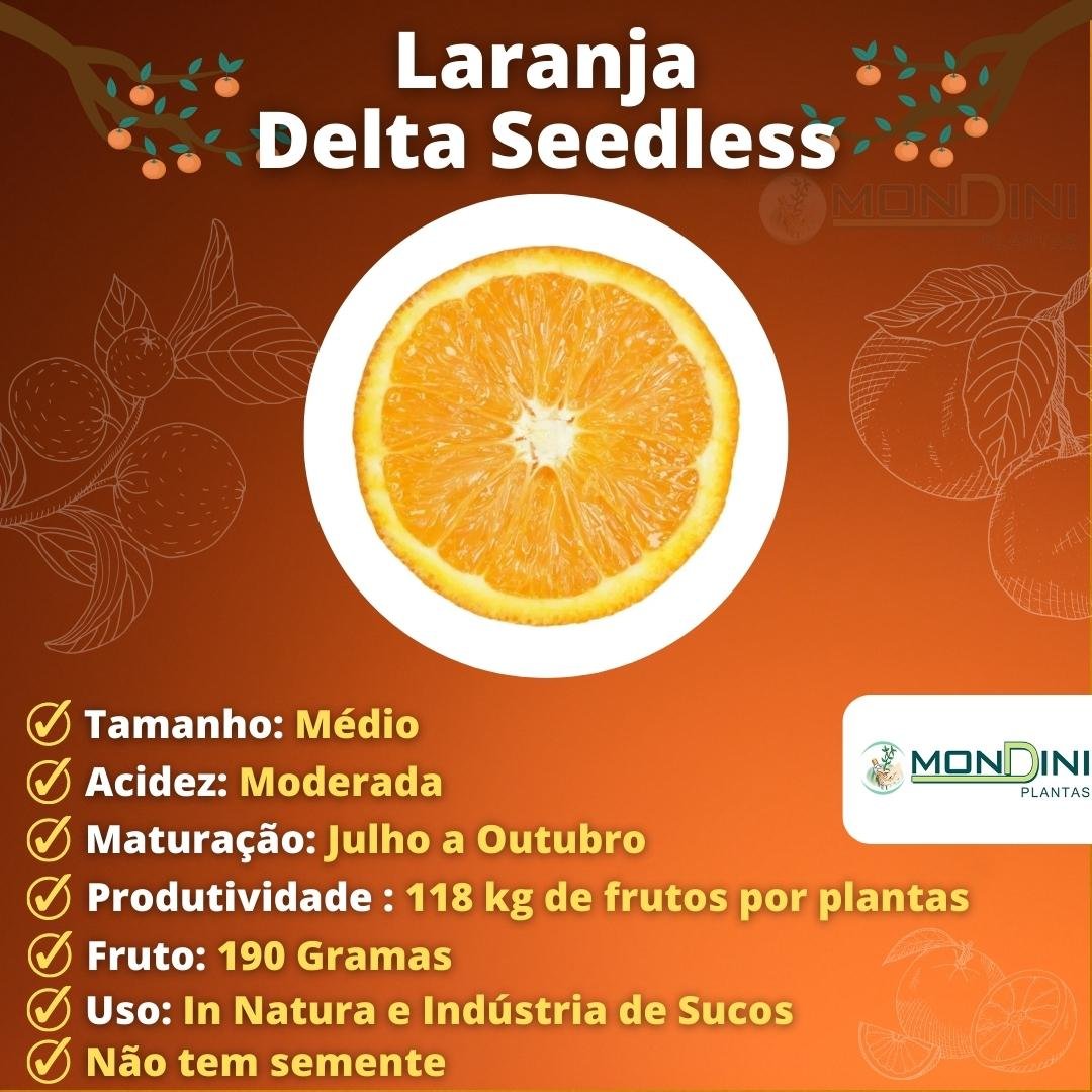 Muda de Laranja Delta Seedless Enxertada